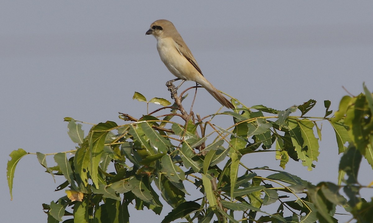 Isabelline Shrike - Bhaarat Vyas