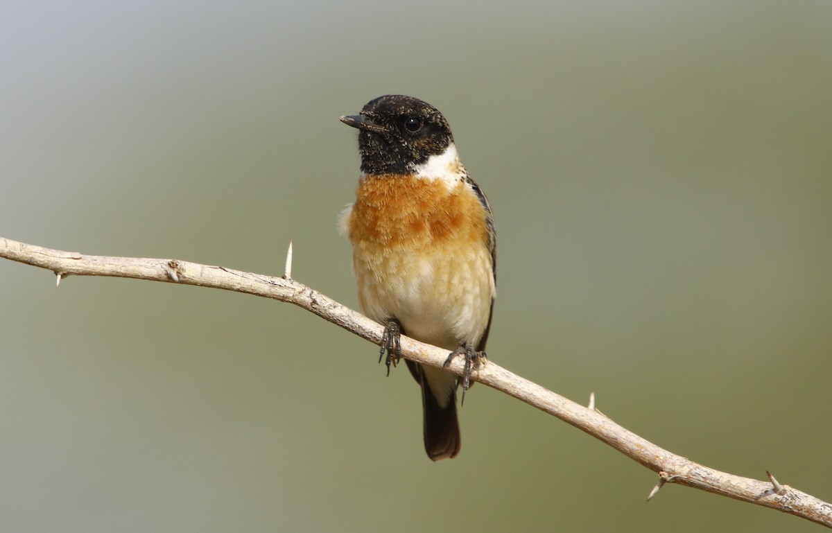 Siberian Stonechat - ML312237101