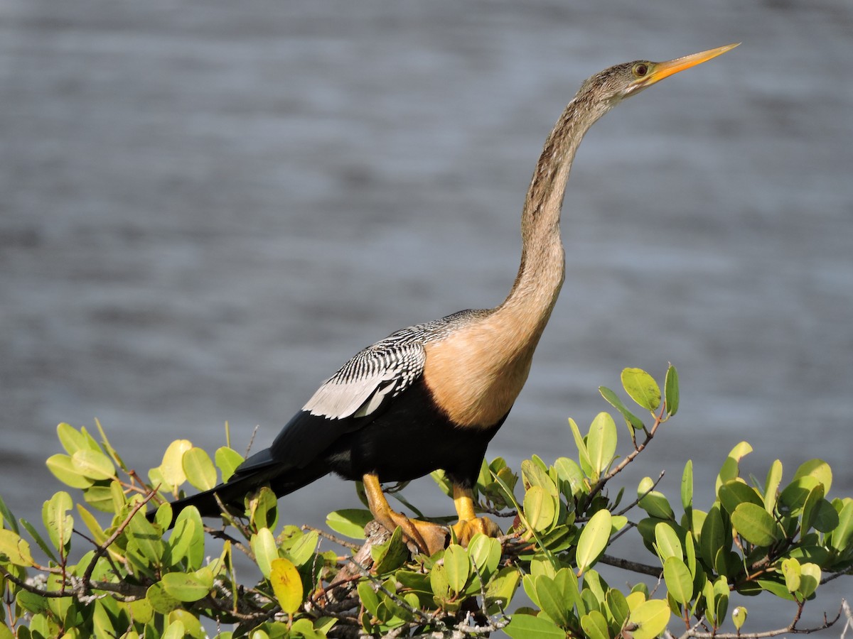 Anhinga - S. K.  Jones