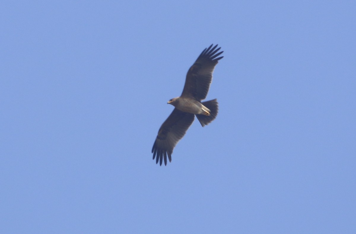 Indian Spotted Eagle - ML312237311