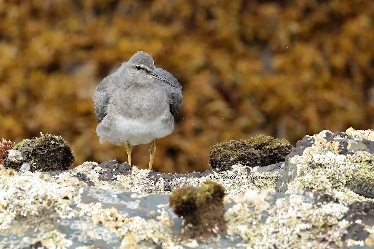 Wandering Tattler - ML312237481