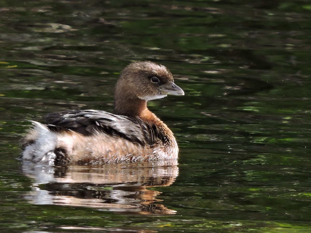 Pied-billed Grebe - ML31223761