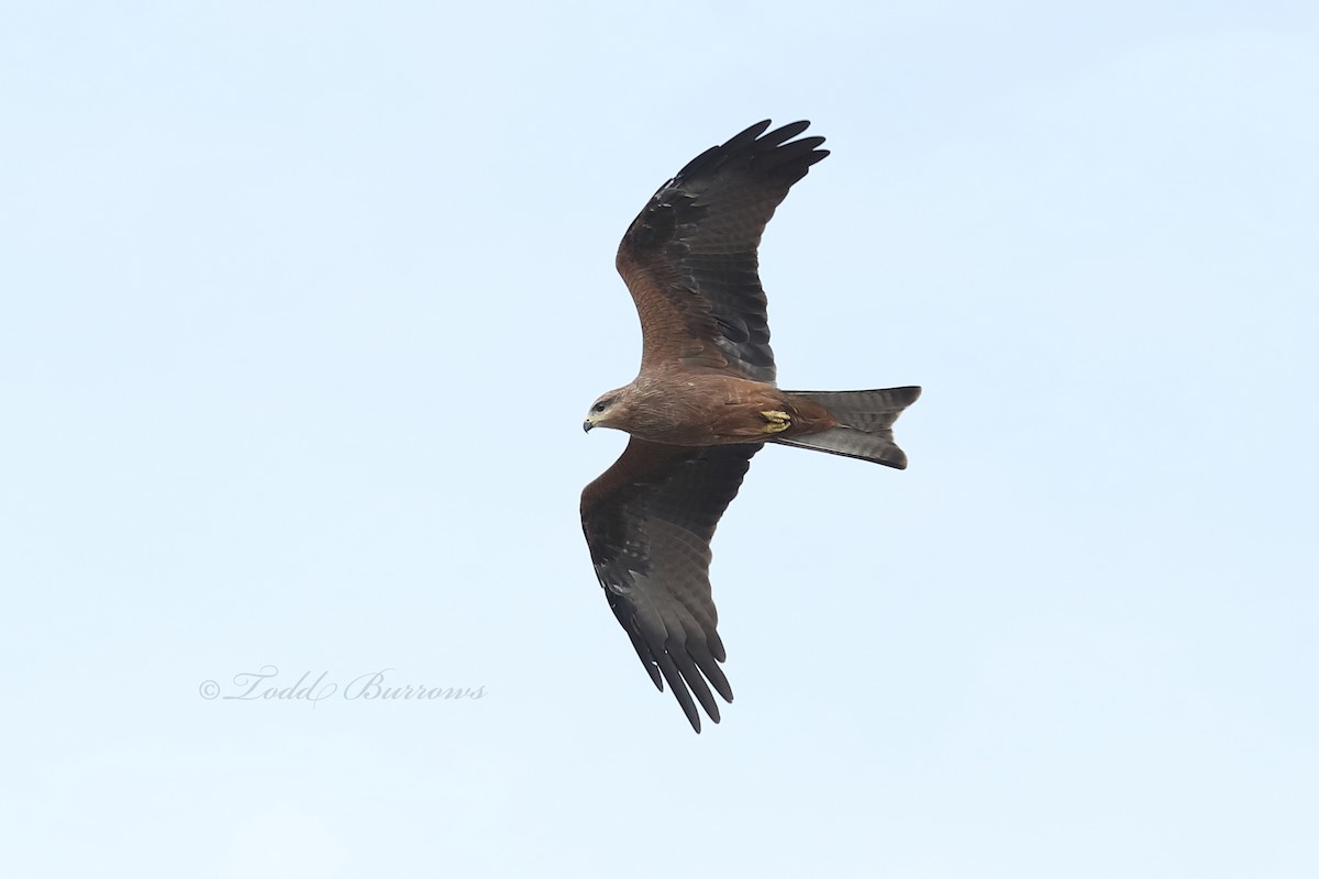 Black Kite - Todd Burrows