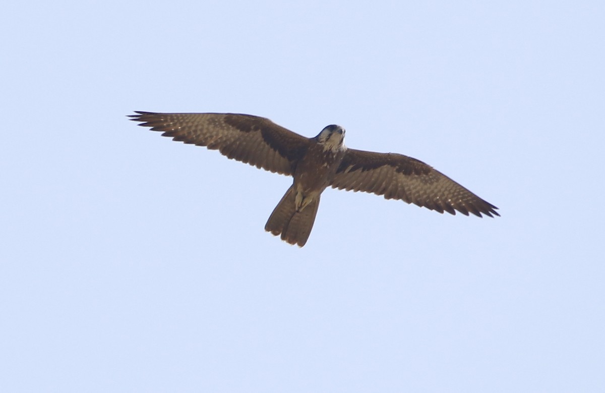 Falco laggar - ML312239081