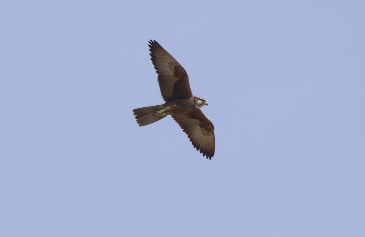 Falco laggar - ML312239221