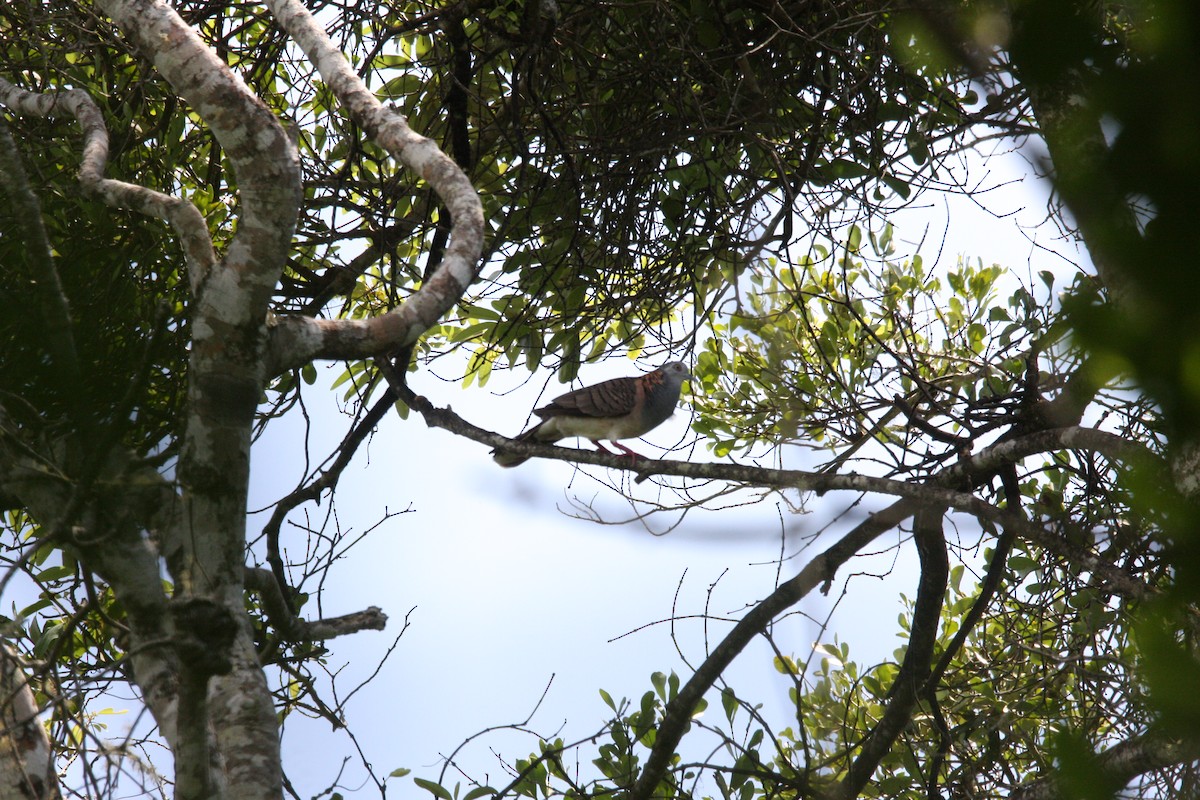 Bar-shouldered Dove - ML312239231