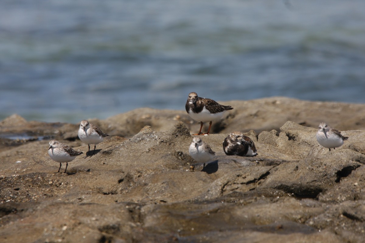 Ruddy Turnstone - caleb decker