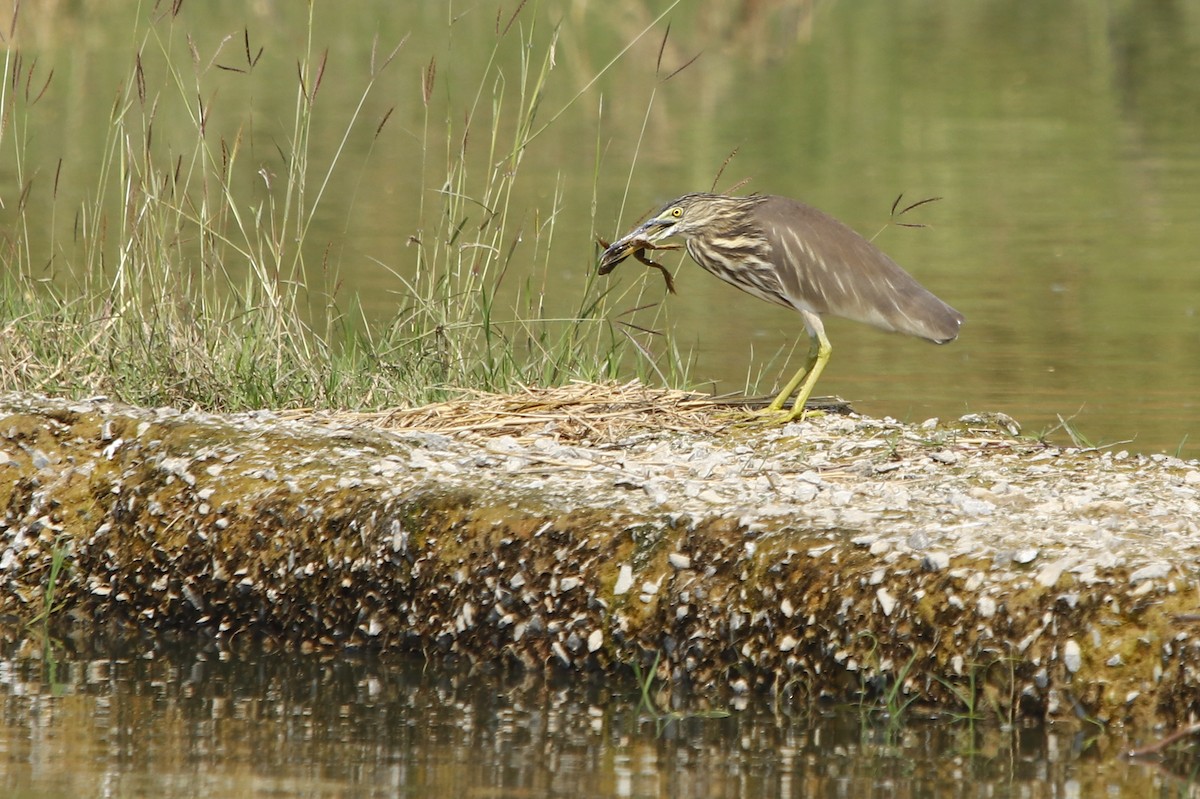 Indian Pond-Heron - ML312239421