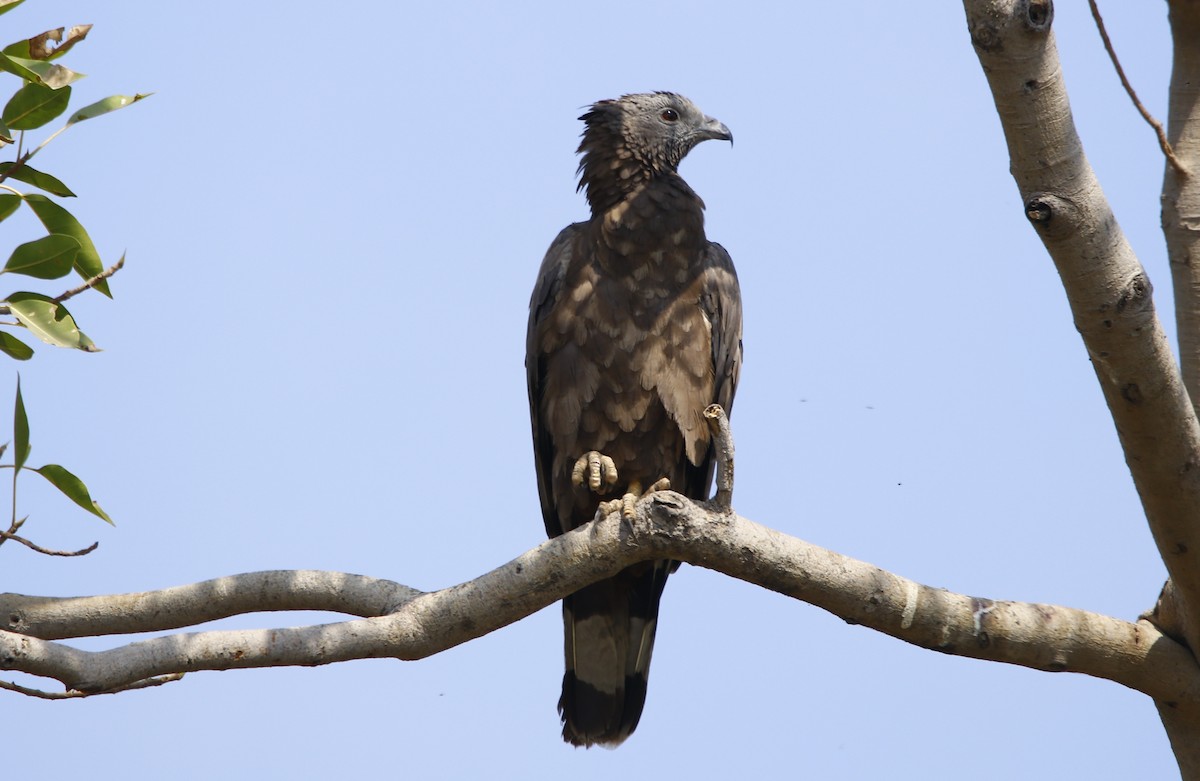 Oriental Honey-buzzard - ML312240221