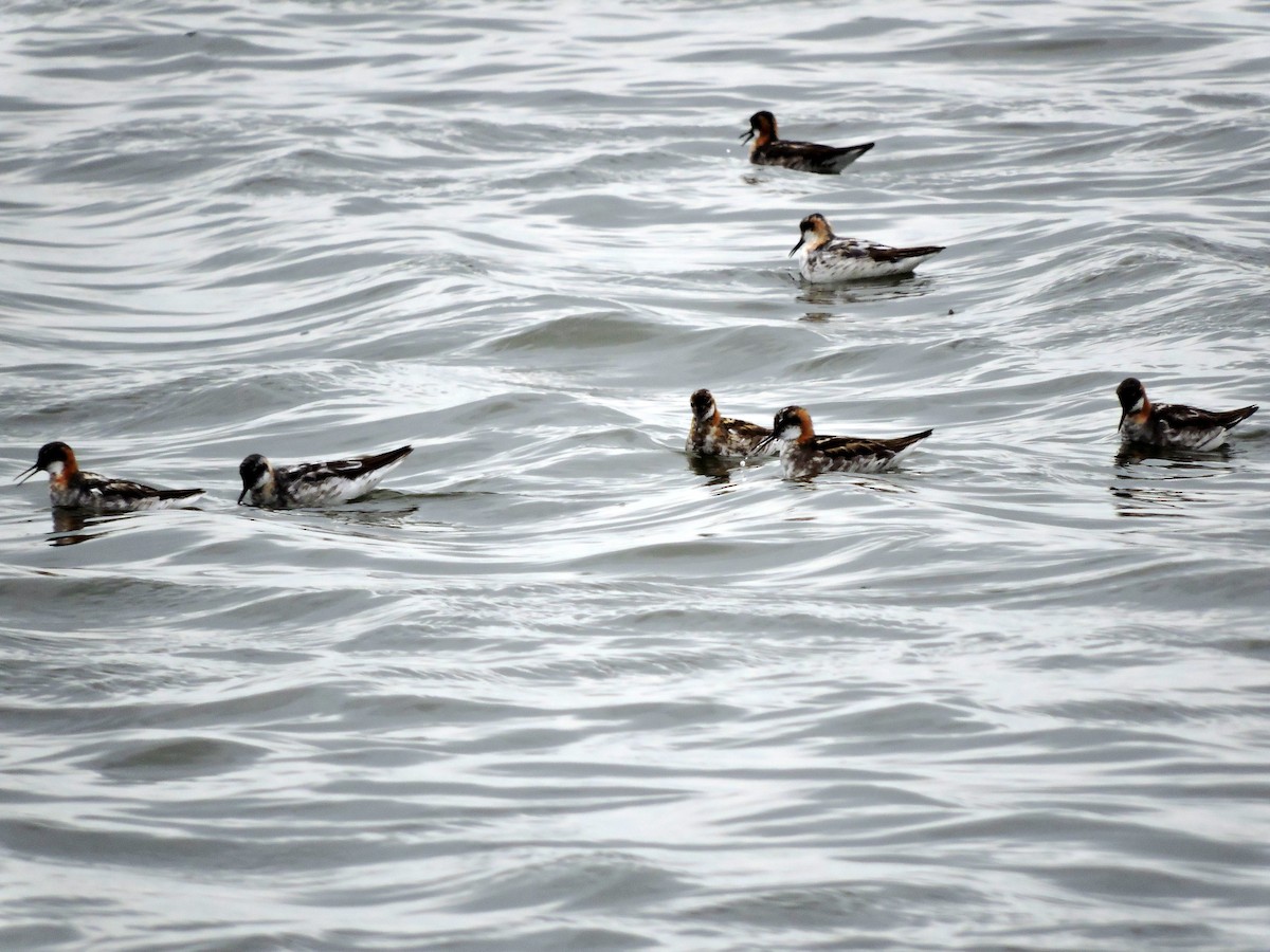 Red-necked Phalarope - ML31224061