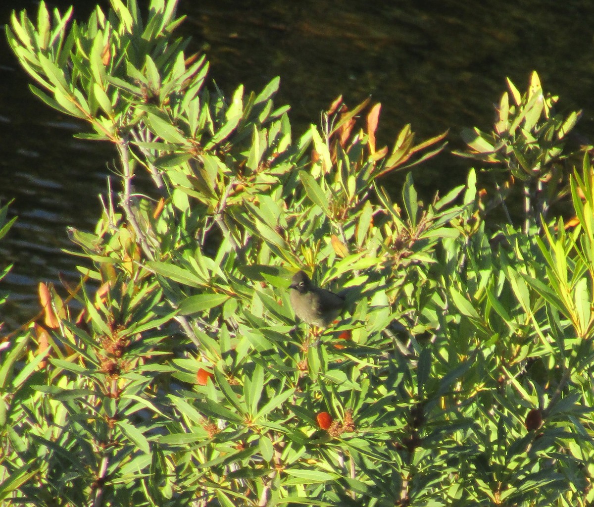 Bulbul du Cap - ML312240671