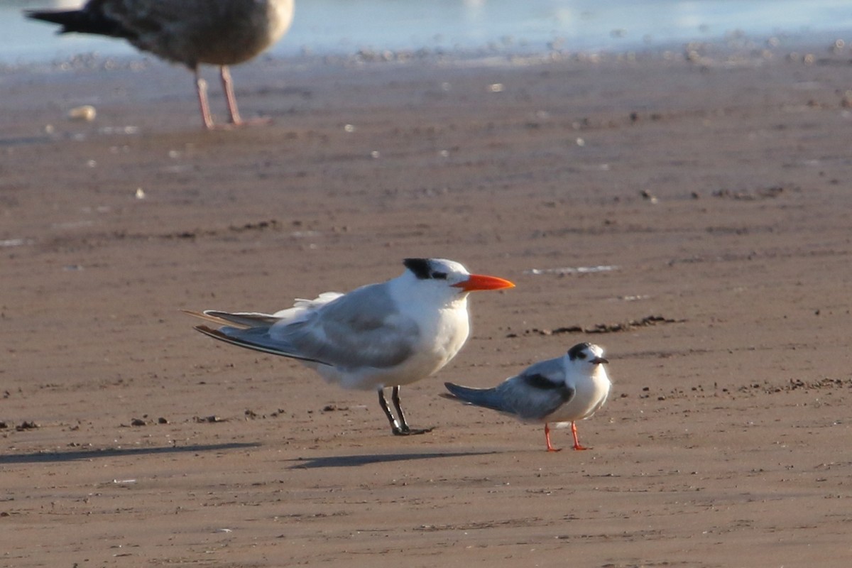 Royal Tern - Jen Sanford