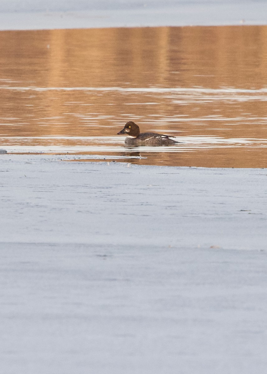 Common Goldeneye - ML312241561