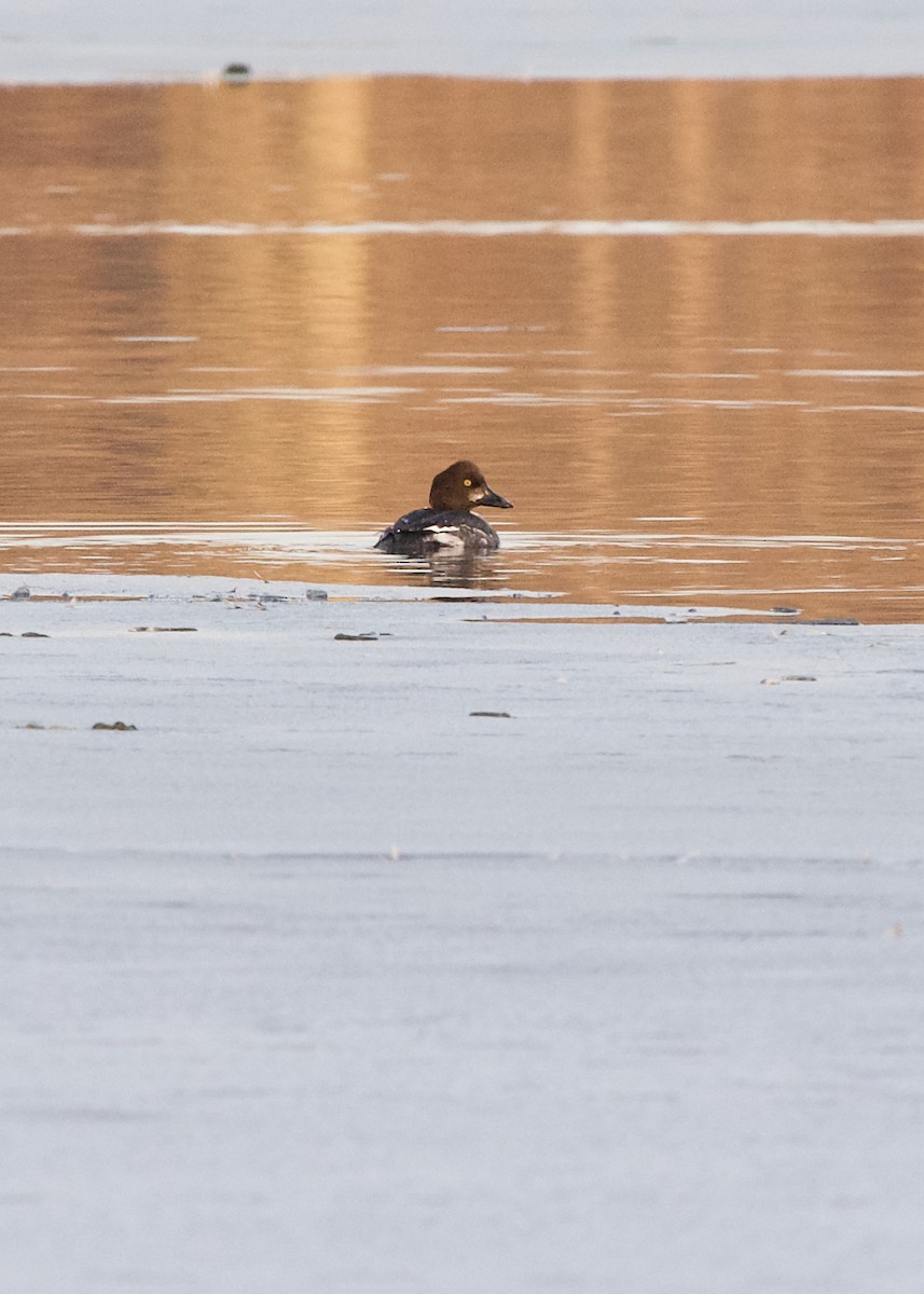 Common Goldeneye - ML312241581