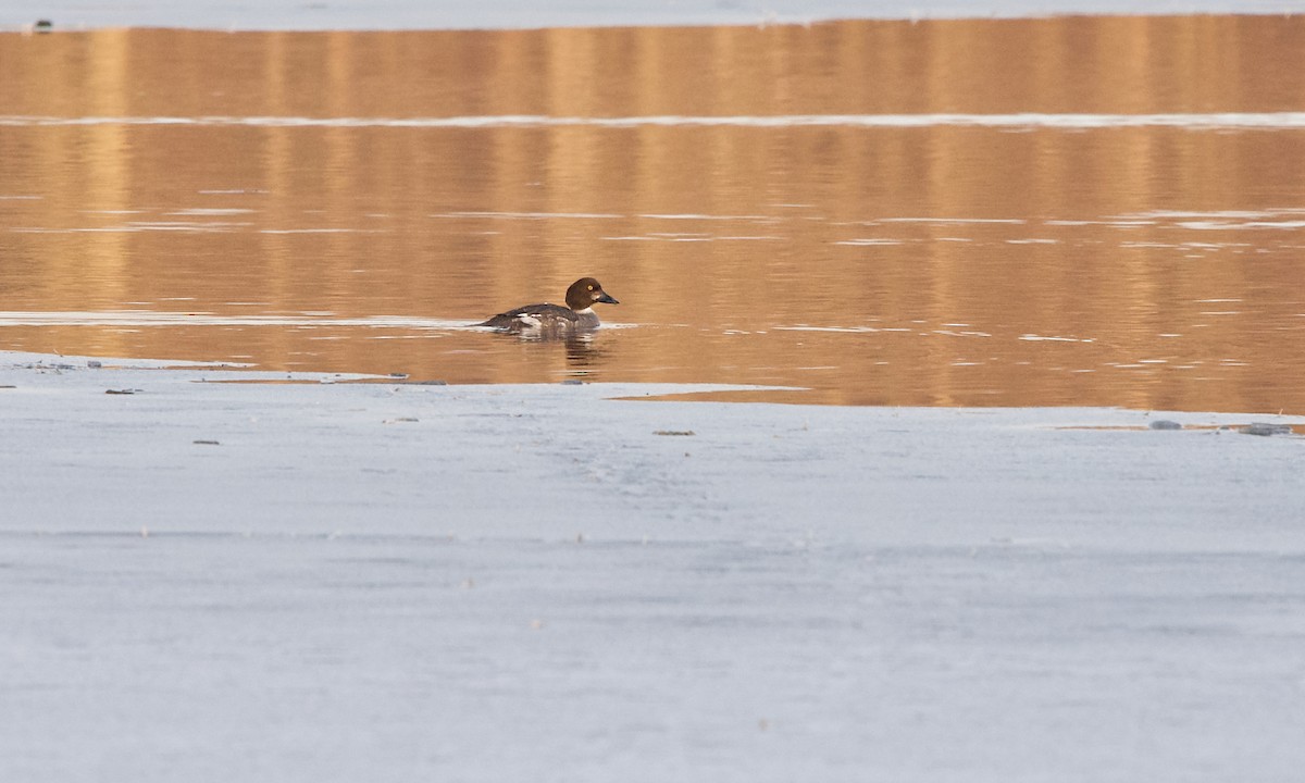 Common Goldeneye - ML312241591