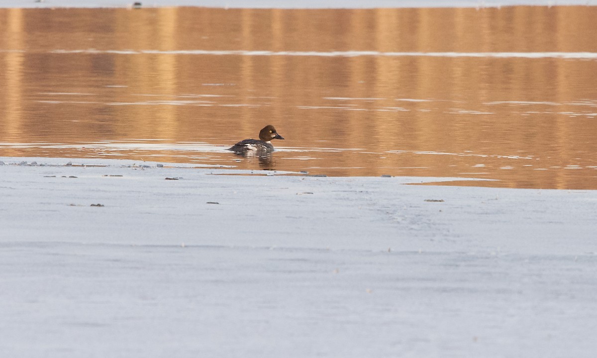 Common Goldeneye - ML312241601