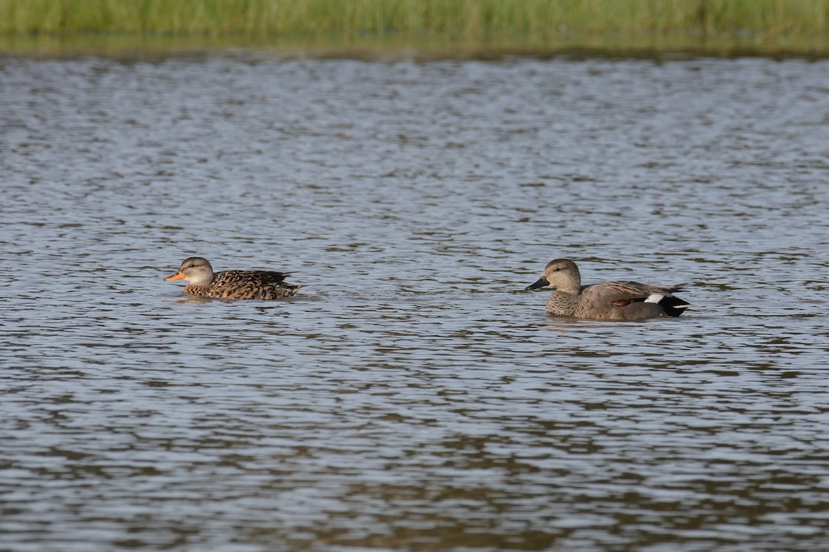 Gadwall - ML312243371