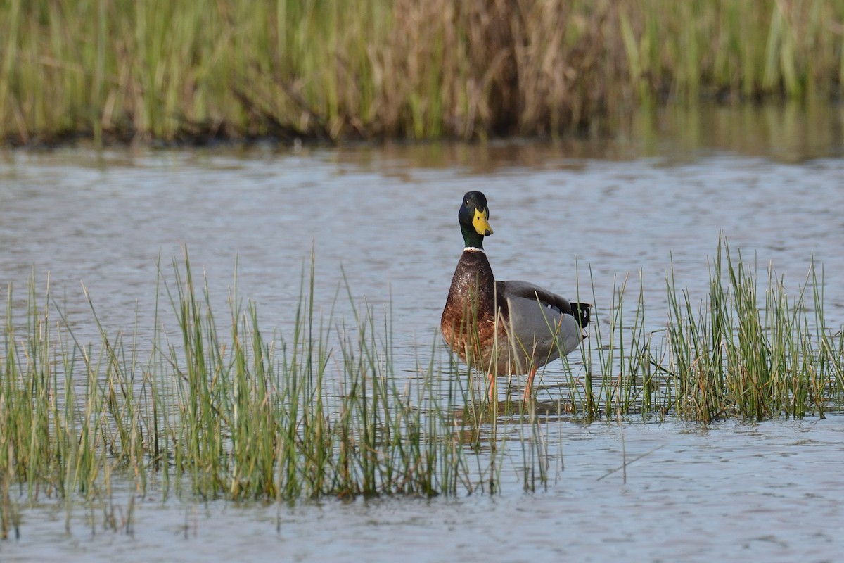 Canard colvert - ML312243771