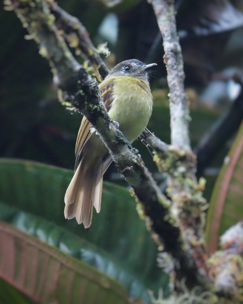 Inca Flycatcher - ML312245701