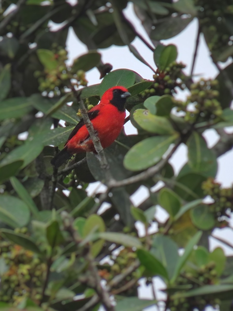 Vermilion Tanager - ML312245751