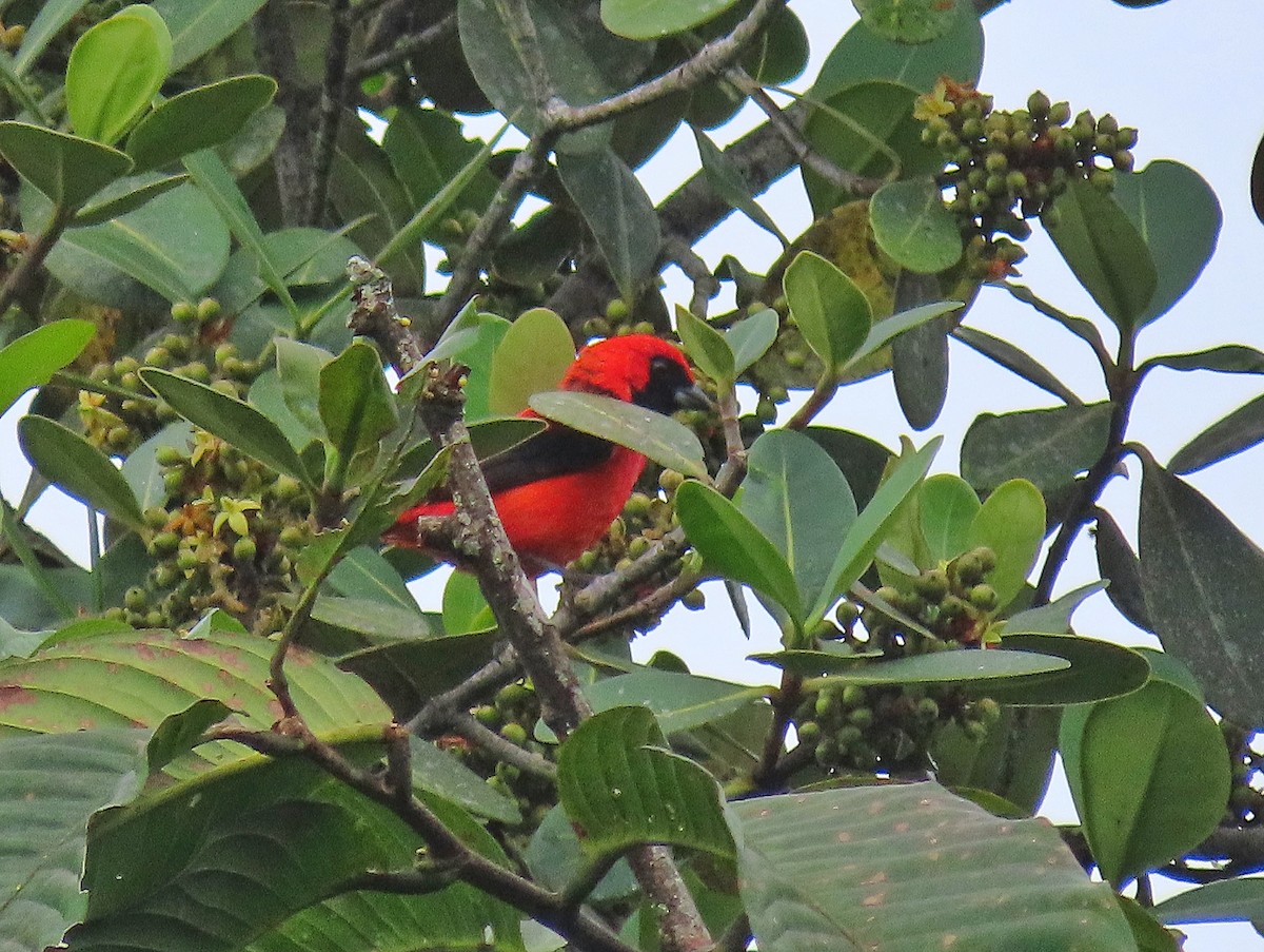 Vermilion Tanager - ML312245761