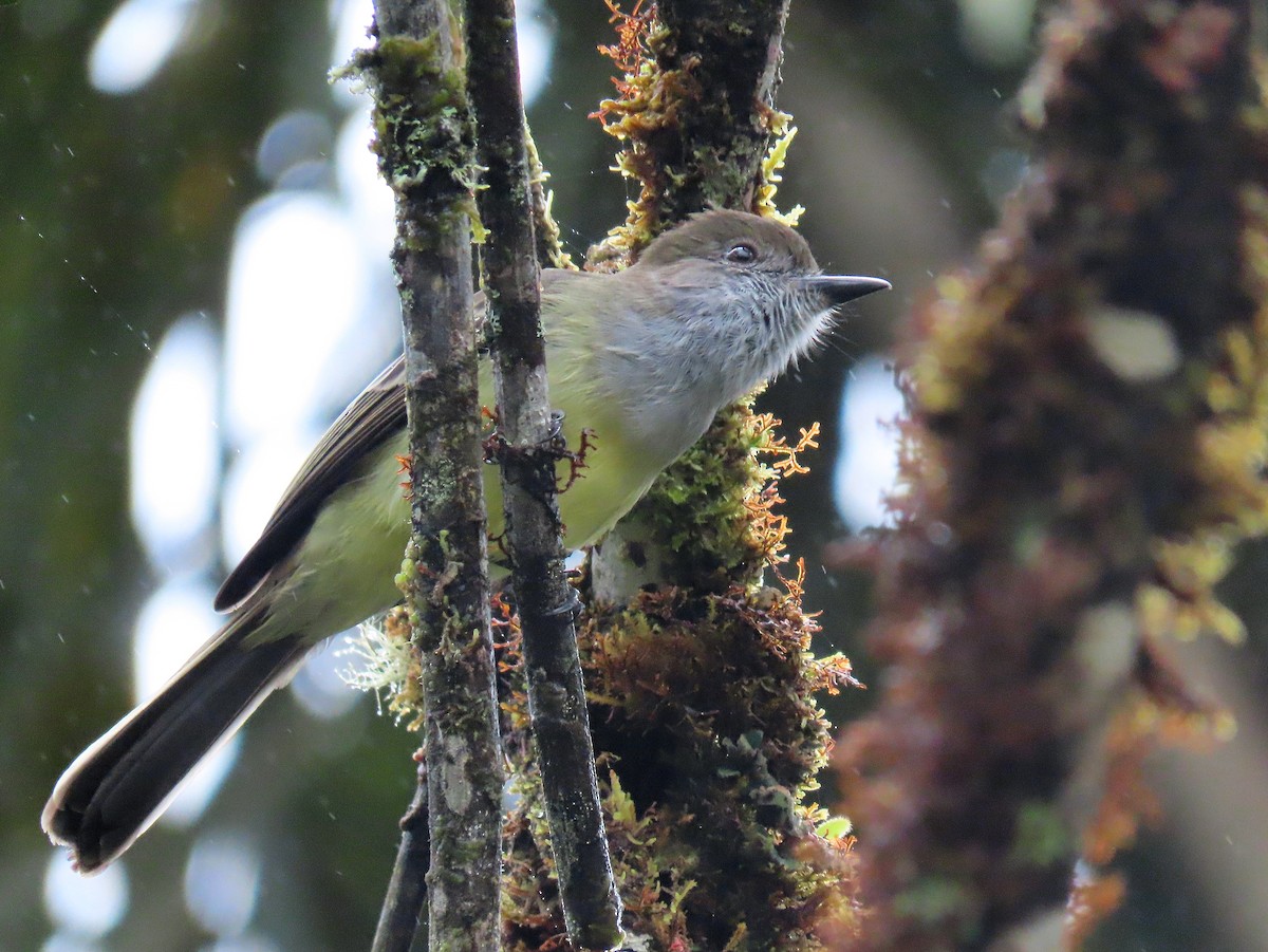 Pale-edged Flycatcher - ML312245961