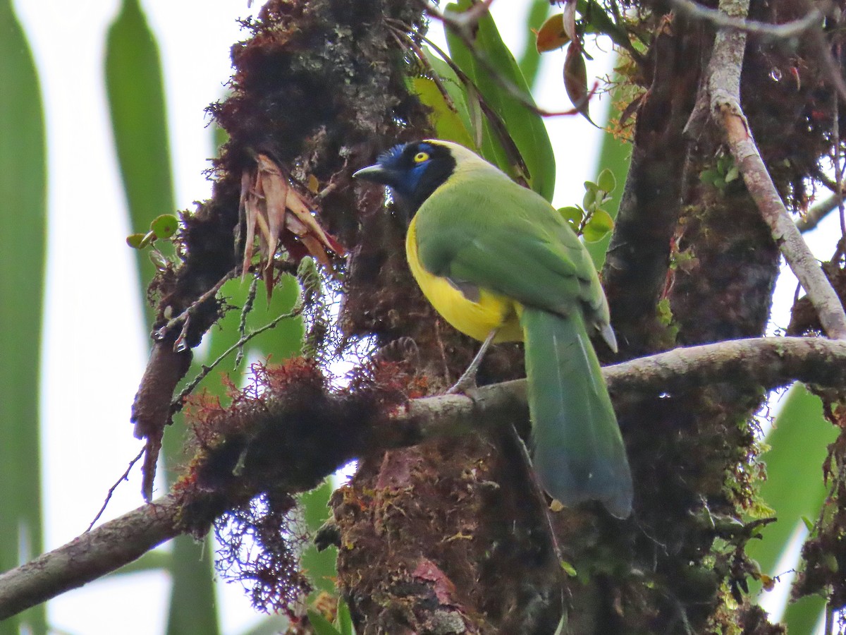 Green Jay - ML312246071