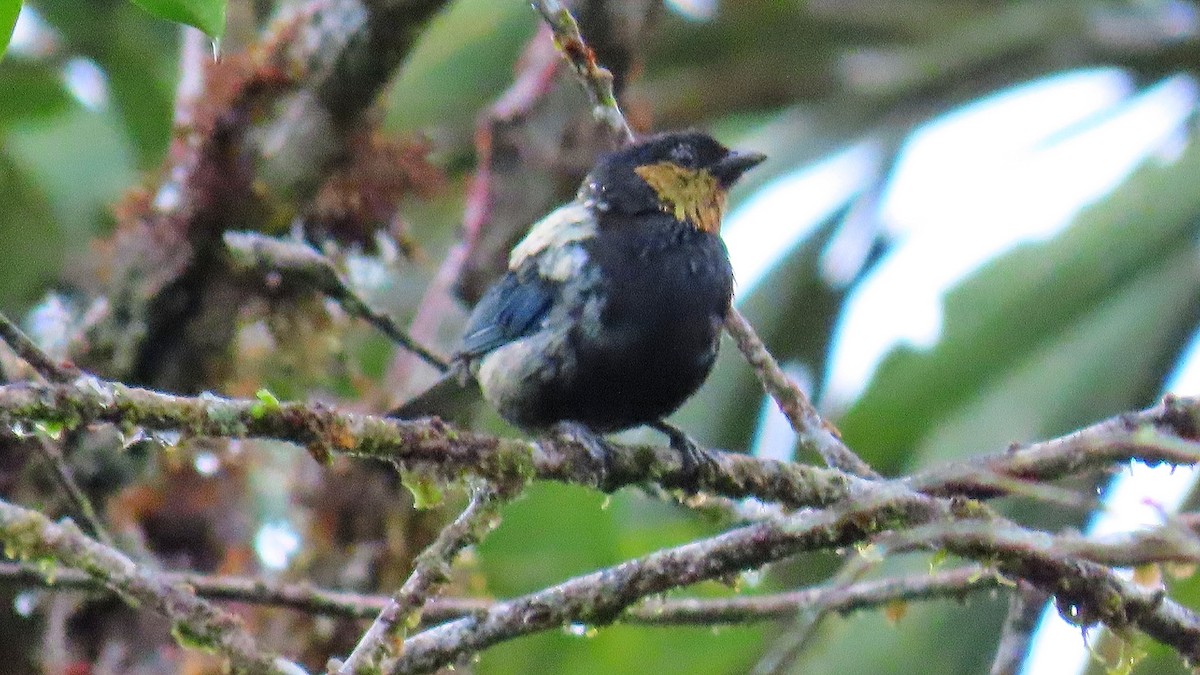 Silvery Tanager - ML312246111