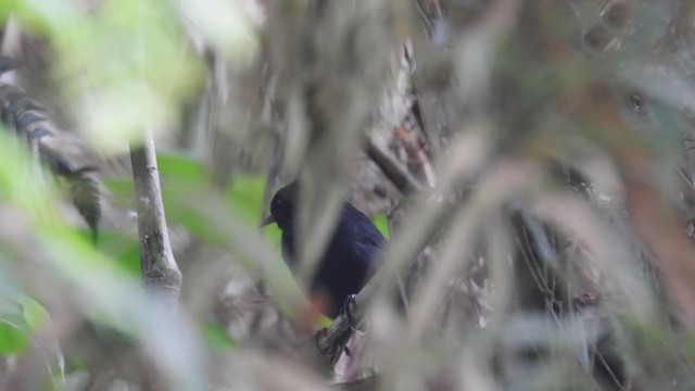 Blackish Tapaculo - ML312247381