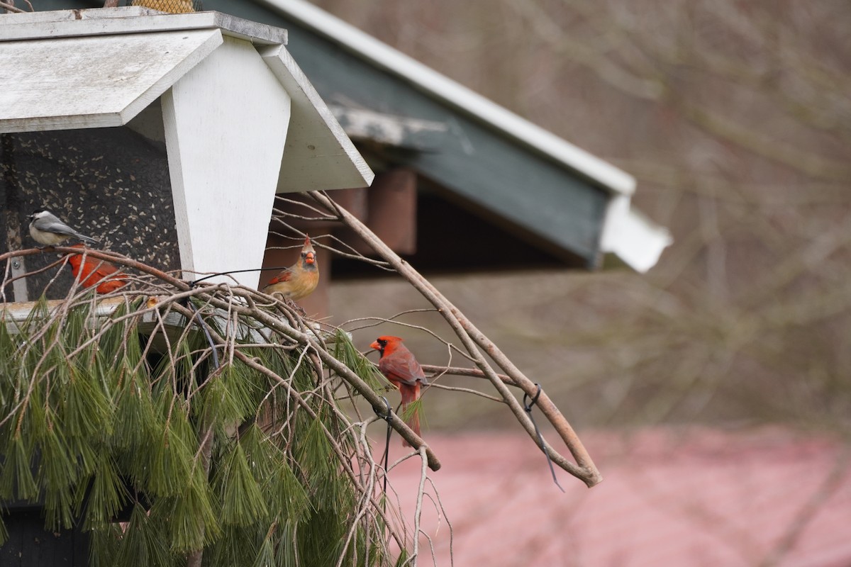 Cardinal rouge - ML312250691