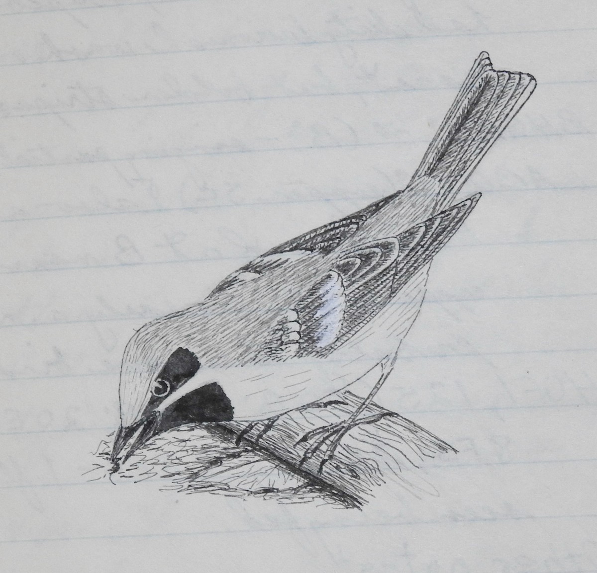 Golden-winged Warbler - ML312251081