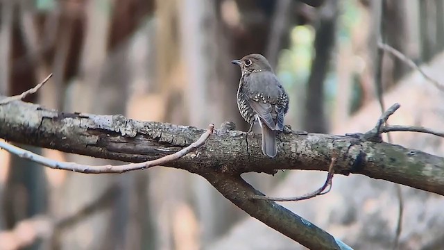 Blue-capped Rock-Thrush - ML312251871