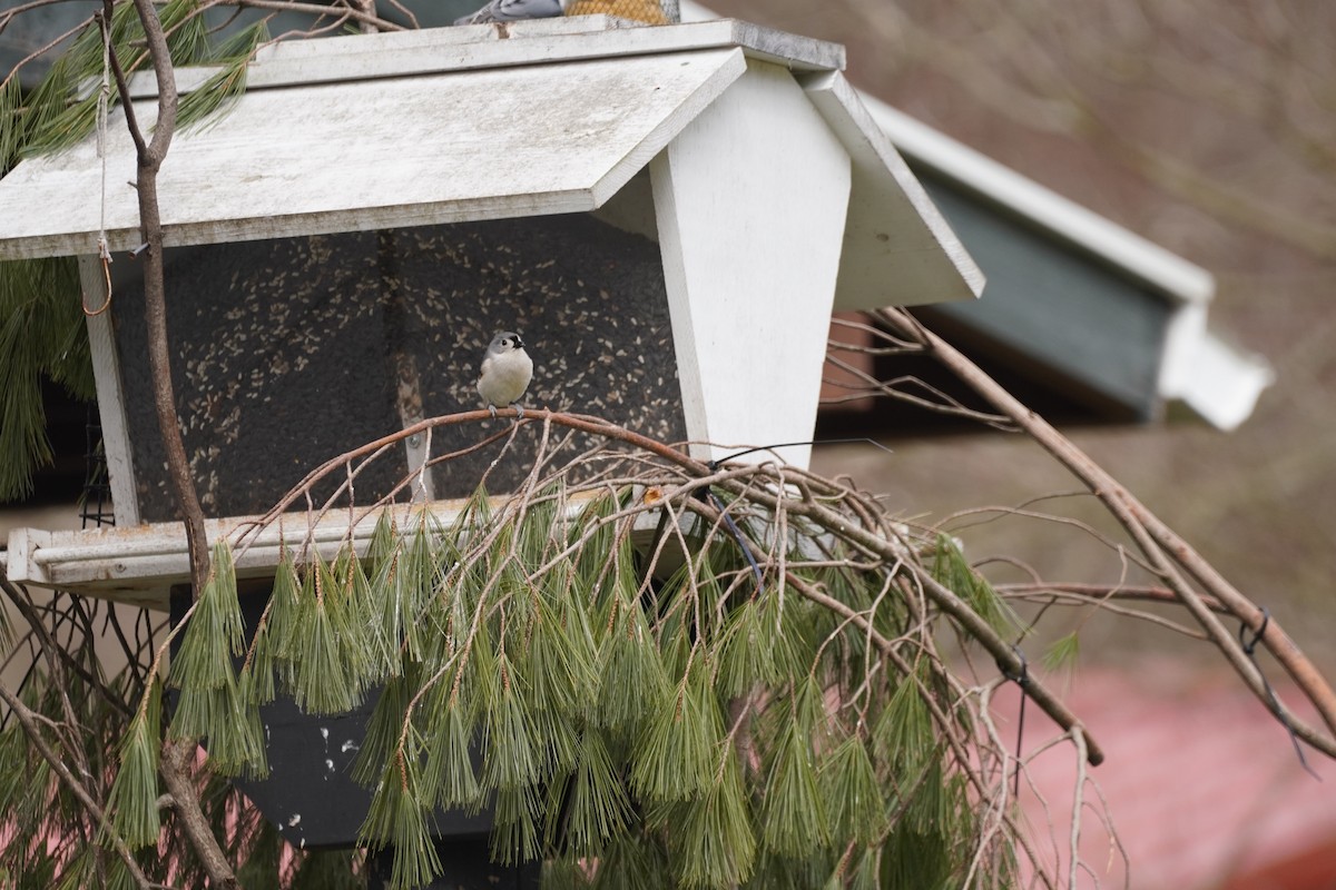 Tufted Titmouse - ML312251891