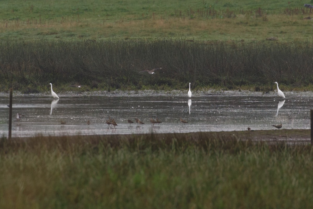 Little Egret - ML312251901