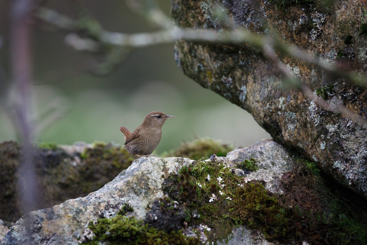 Eurasian Wren - ML312252171