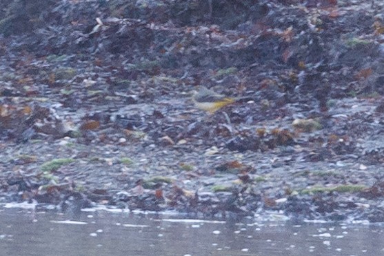 Gray Wagtail - ML312252591