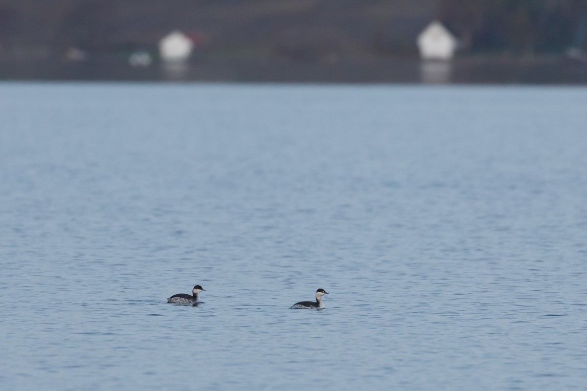 Horned Grebe - ML312252631