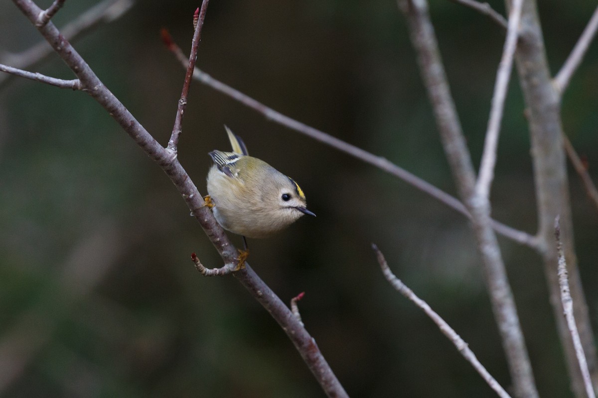 Goldcrest - ML312252801