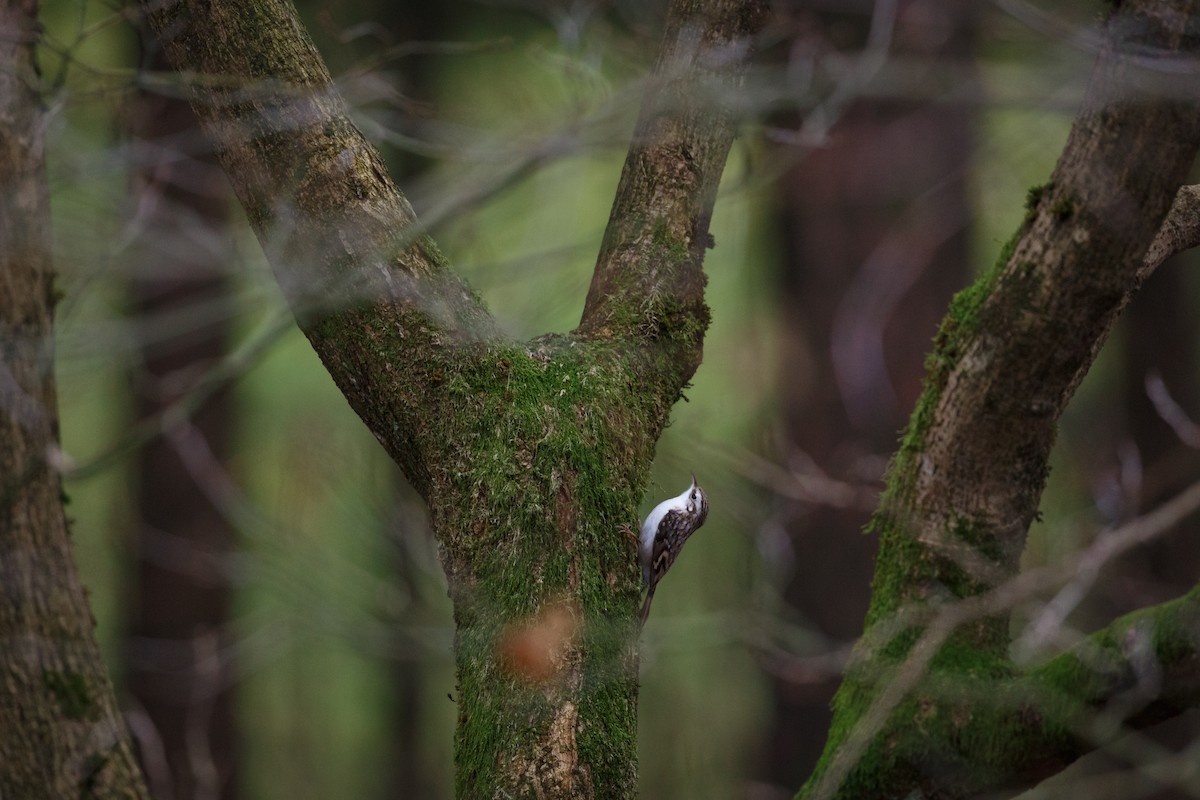 Eurasian Treecreeper - ML312252941