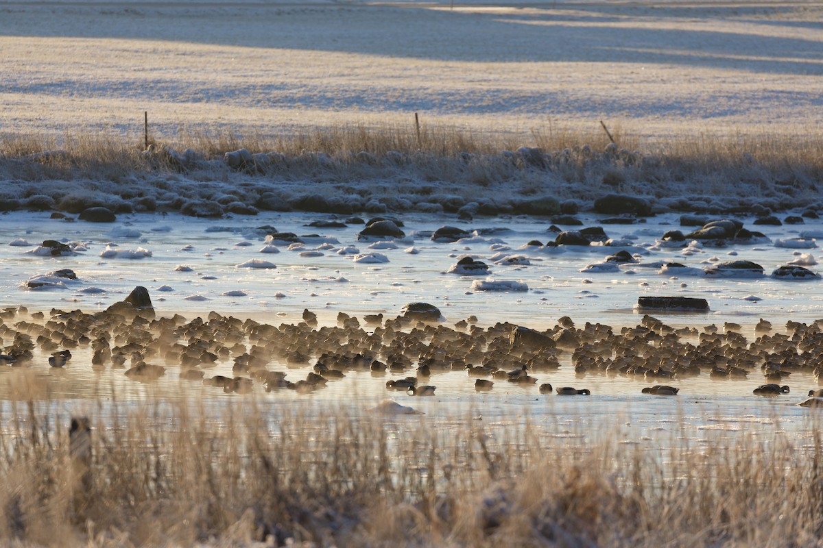 Eurasian Wigeon - ML312253081