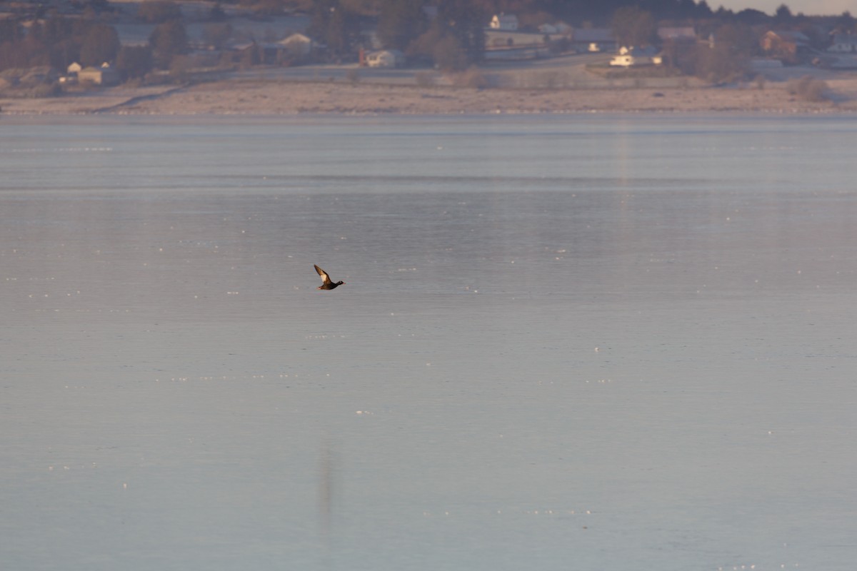 Velvet Scoter - ML312253091