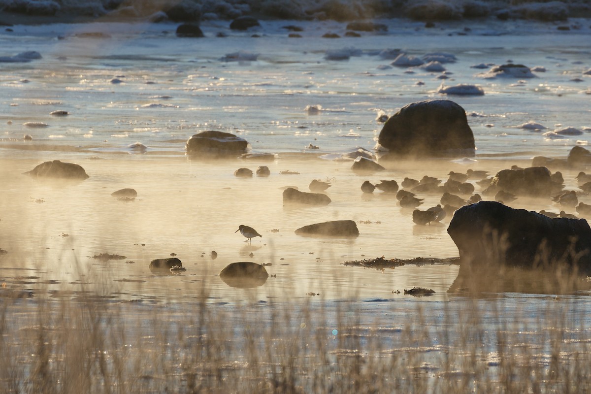 Eurasian Oystercatcher - ML312253101