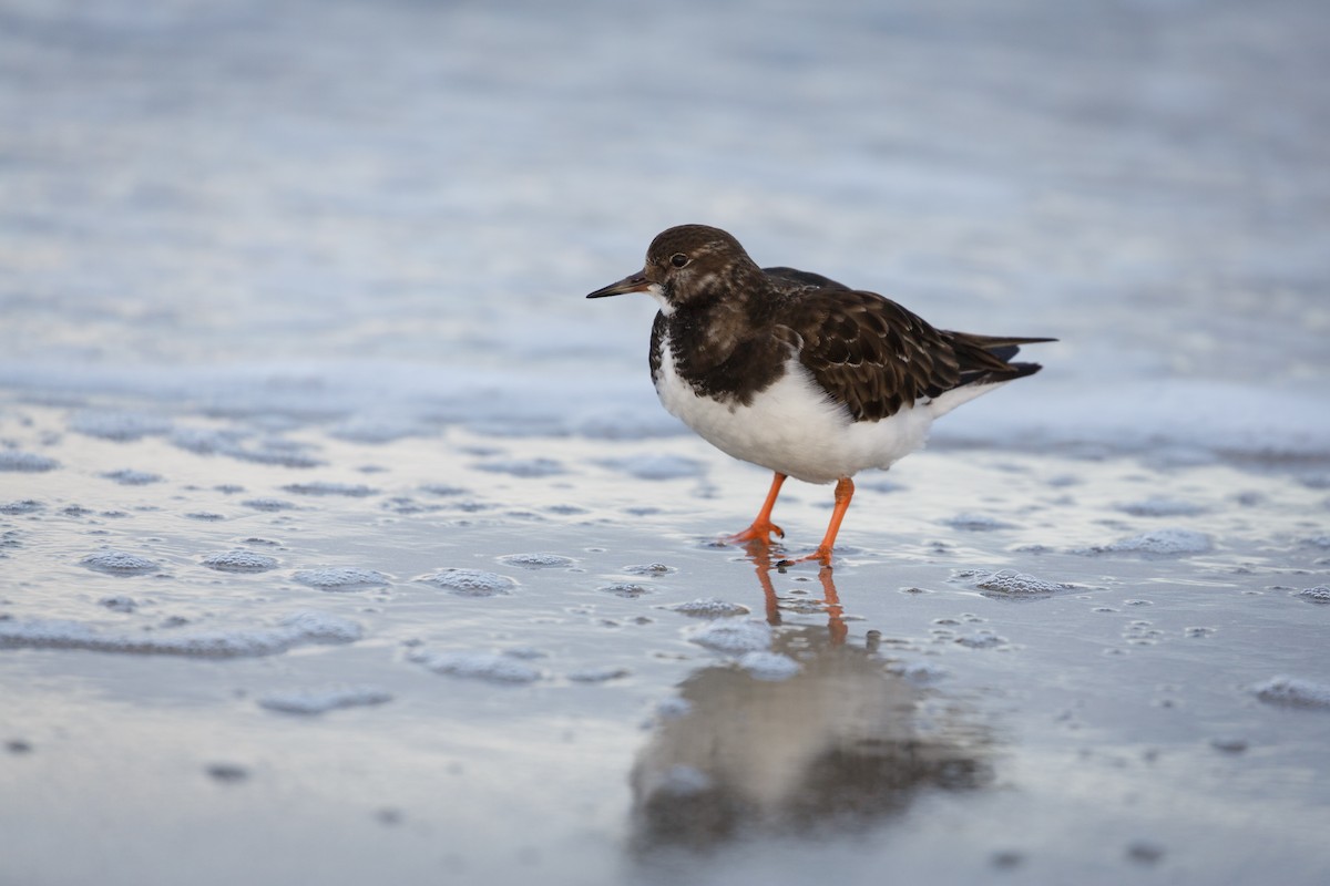 Ruddy Turnstone - ML312253271