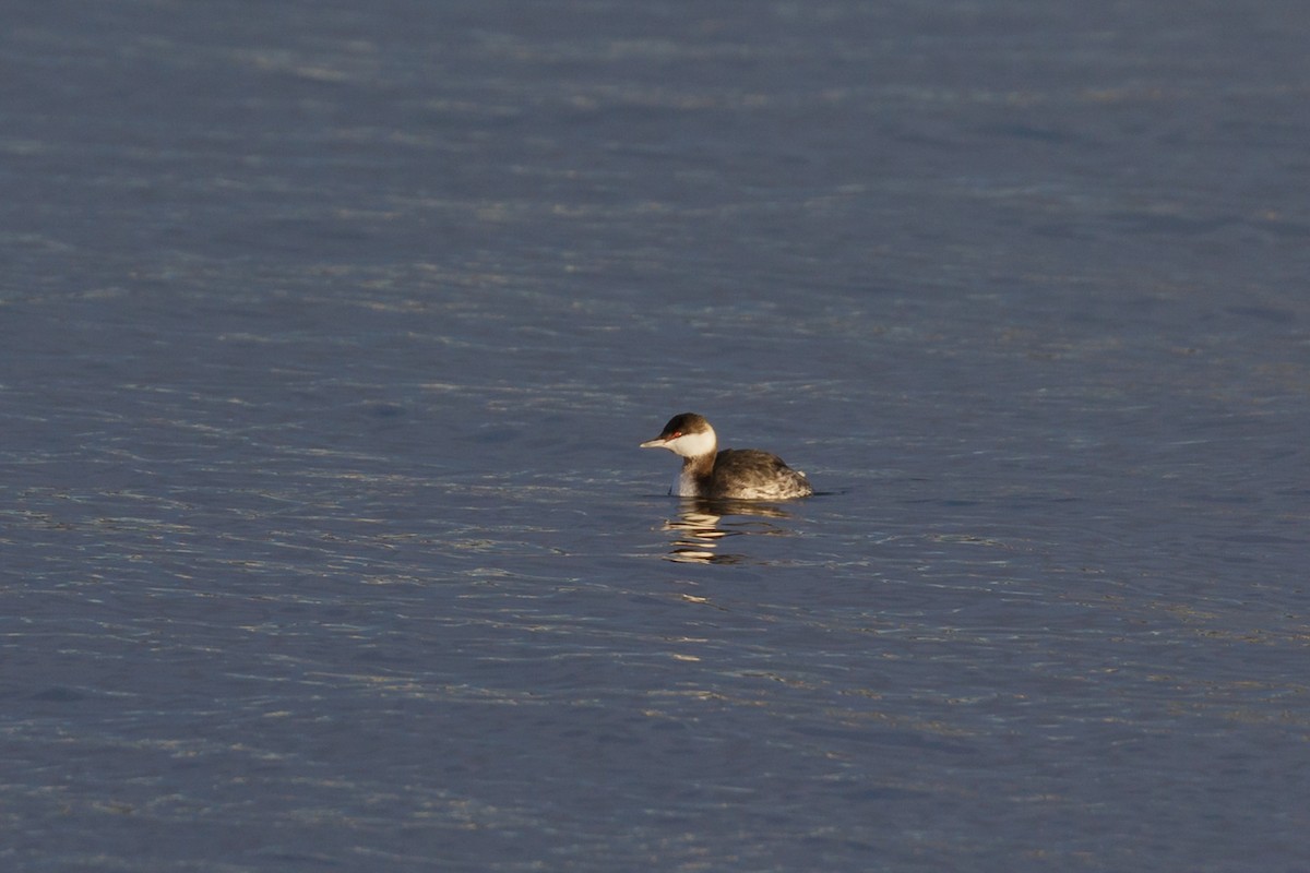 Horned Grebe - ML312253281