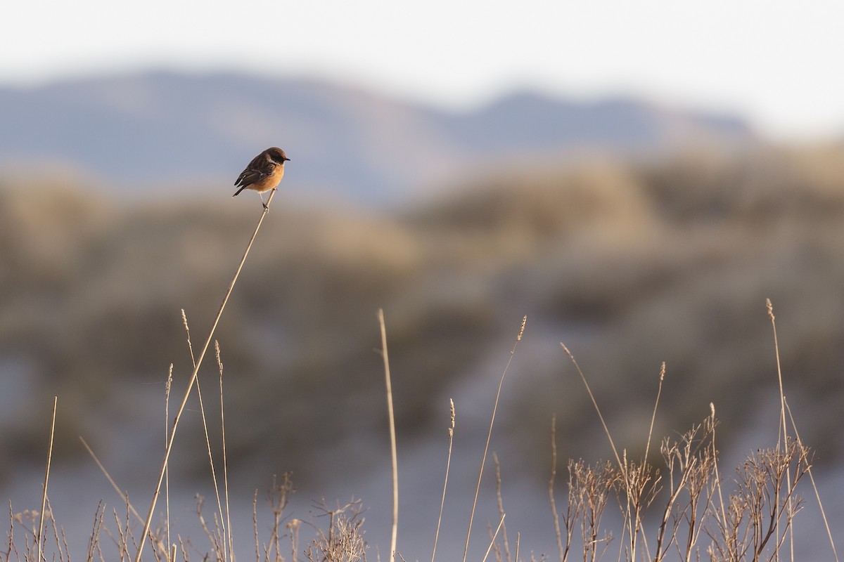 European Stonechat - ML312253331