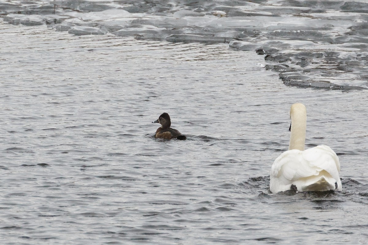 Ring-necked Duck - ML312253681