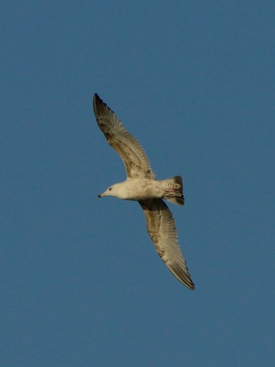 Ring-billed Gull - ML312254301