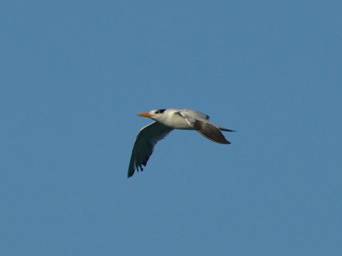 Royal Tern - ML312254751