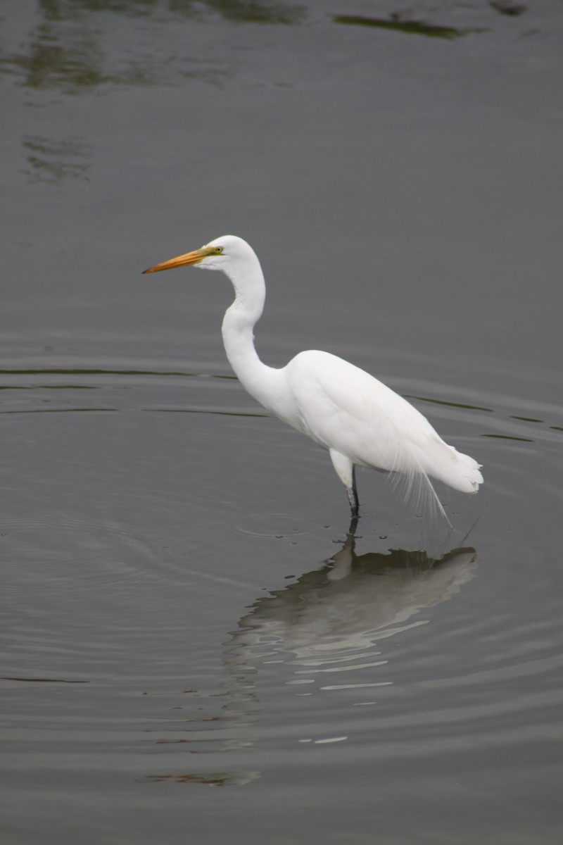 Great Egret - Rita Sidorova