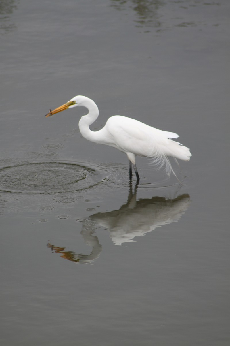 Great Egret - ML31225601